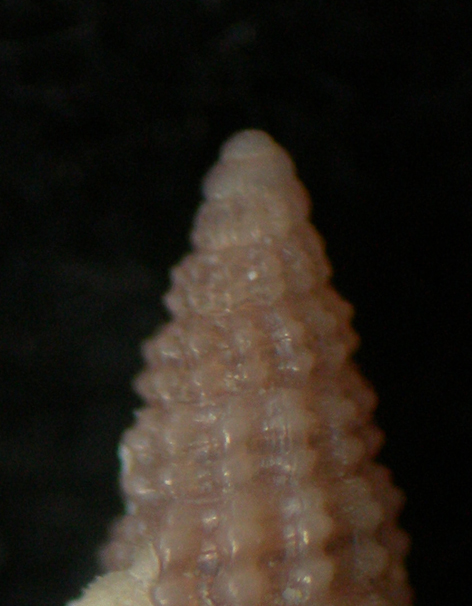 Krachia cylindrata